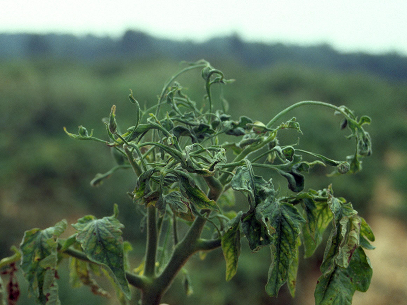 Virus mozaika krastavca na paradajzu – Cucumber mosaic virus, CMV